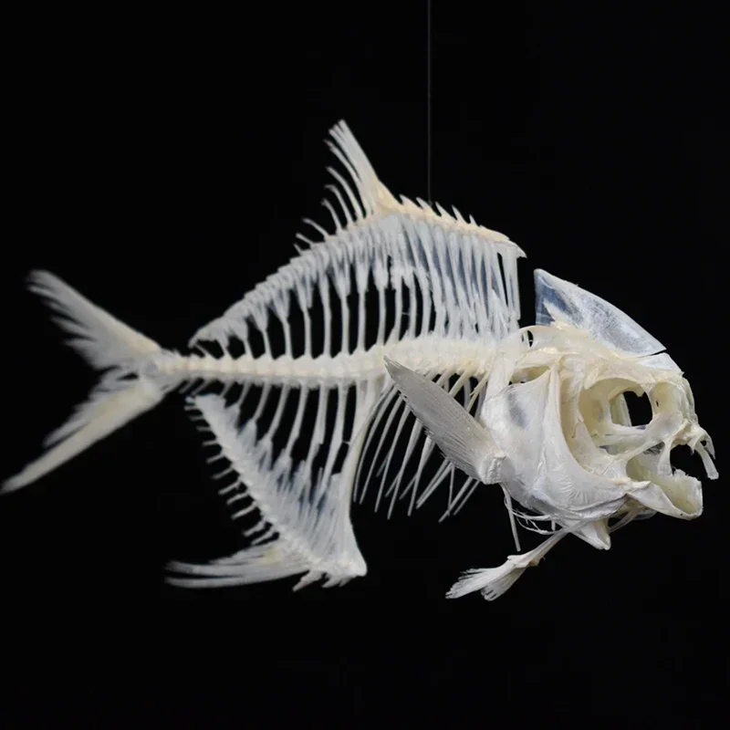 Art And Craft Science - 2021 Golden Pomfret Fish Skeleton Resin