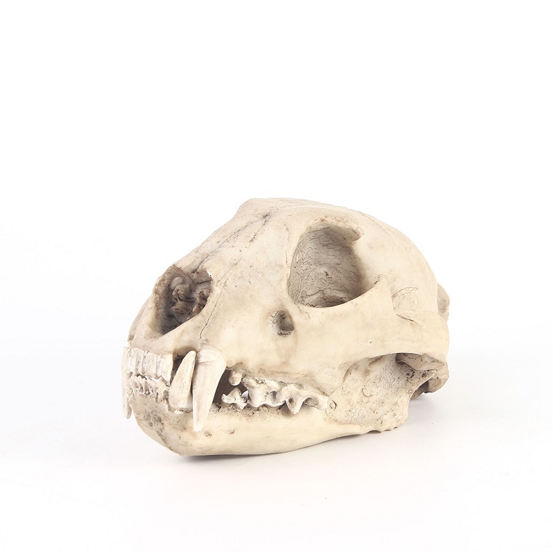 Art And Craft Science - Leopard Skull Model Resin Crafts Skull