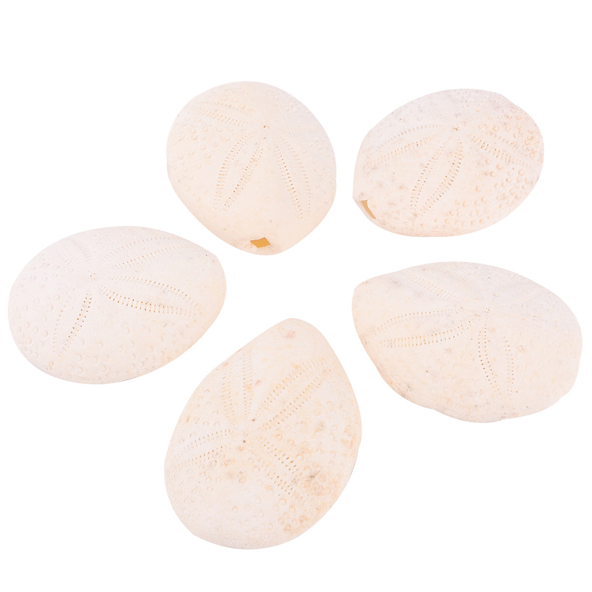 Art Craft Gallery - 6Pcs Natural Conch Shells Sea Urchin
