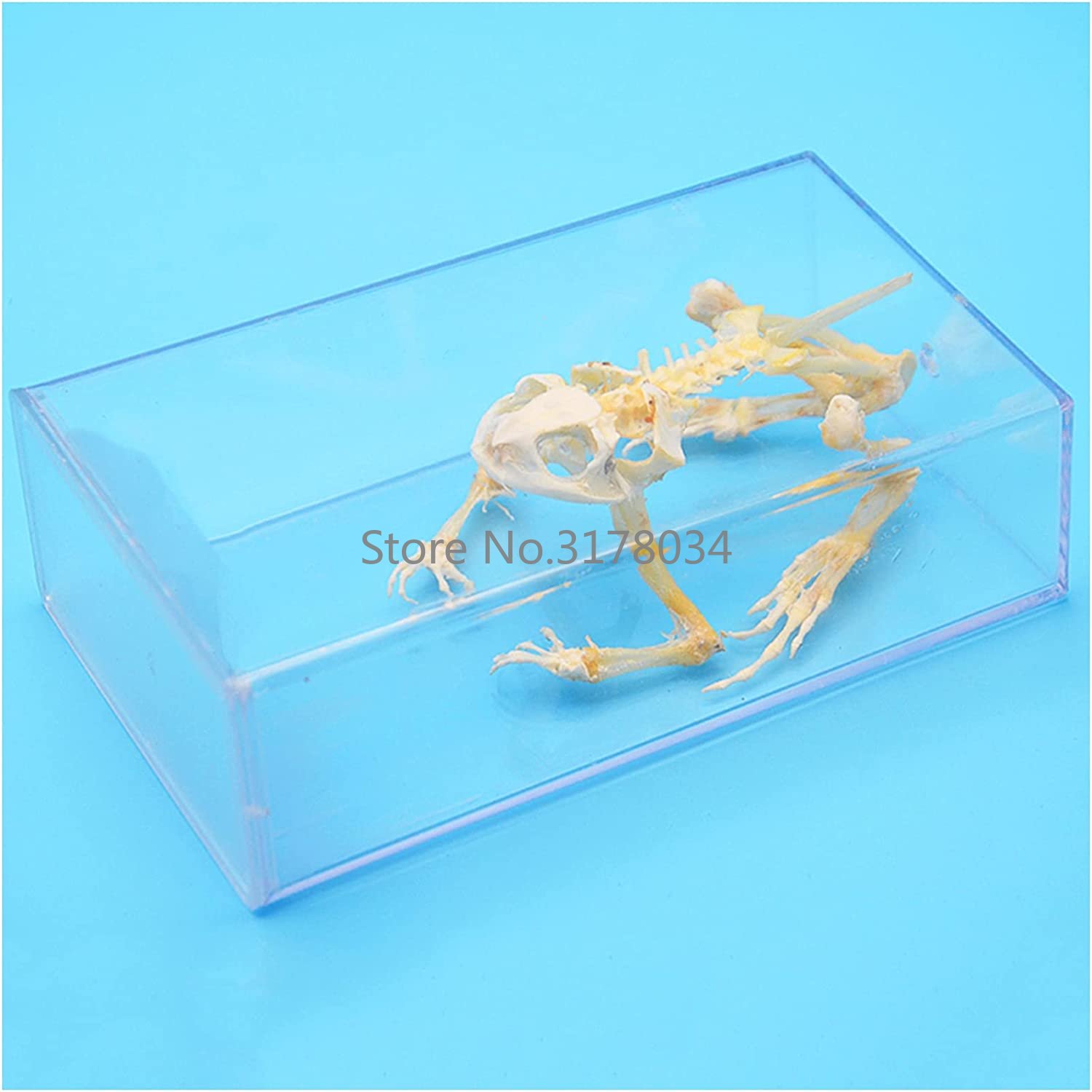 Animal Skeleton Model Frog Bon - огляд і ціна Art And Craft Science