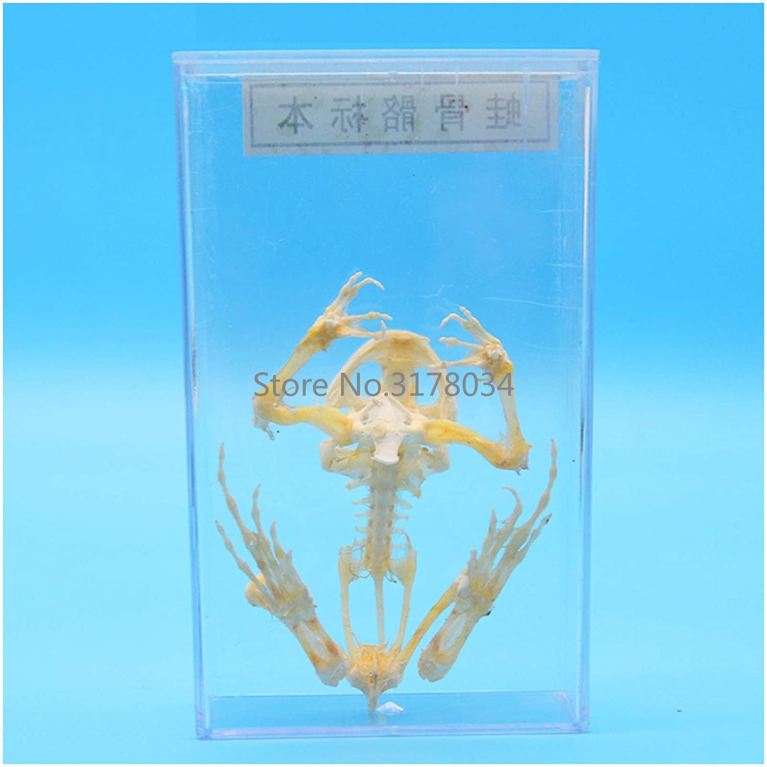 Animal Skeleton Model Frog Bon - огляд і ціна Art And Craft Science