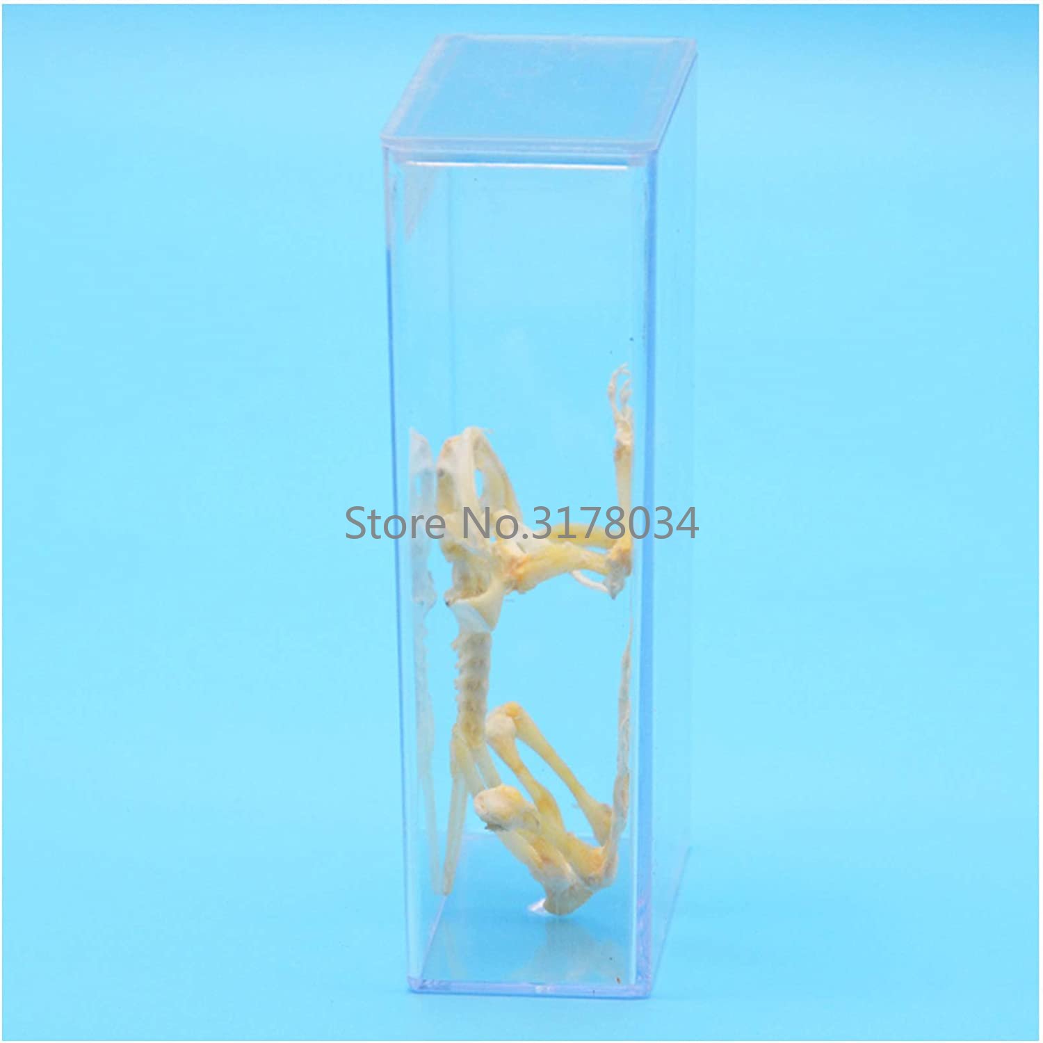 Animal Skeleton Model Frog Bon - огляд і ціна Art And Craft Science