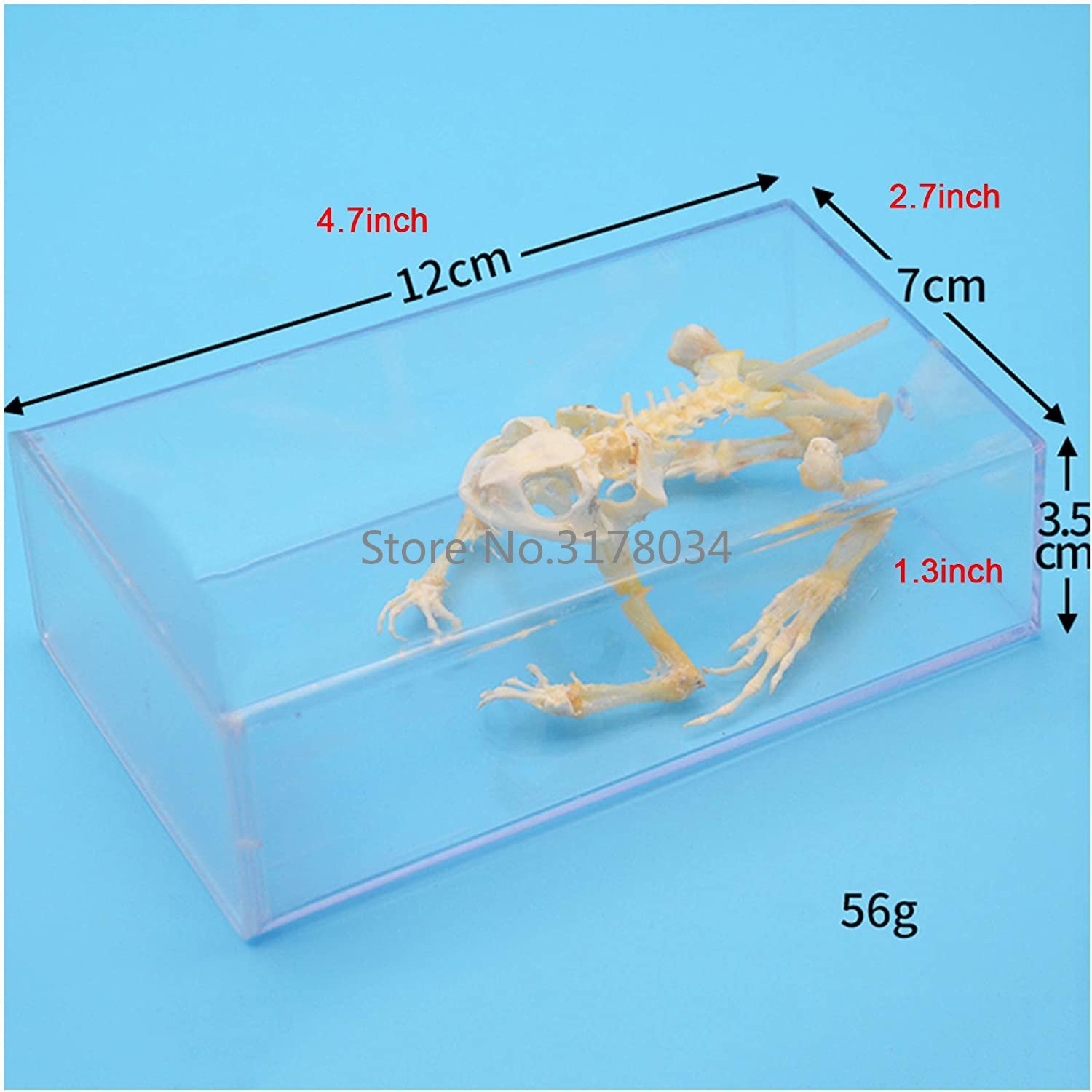 Animal Skeleton Model Frog Bon - огляд і ціна Art And Craft Science