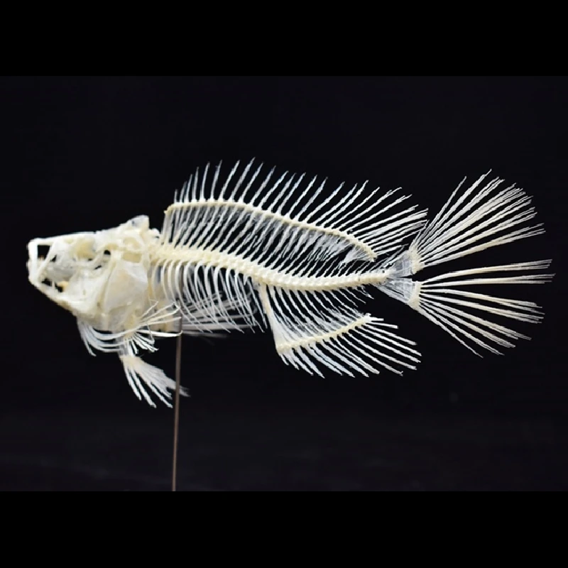2043 Boutique Grouper Fish Ske - огляд і ціна Art And Craft Science