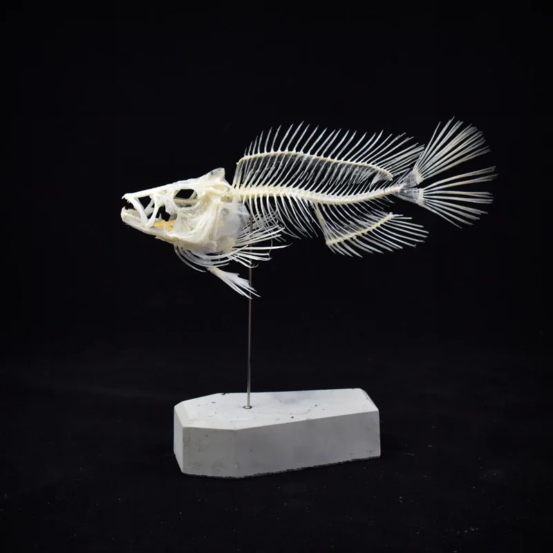2043 Boutique Grouper Fish Ske - огляд і ціна Art And Craft Science