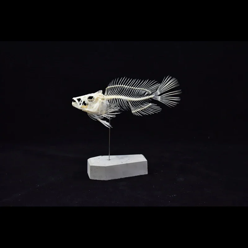 2043 Boutique Grouper Fish Ske - огляд і ціна Art And Craft Science