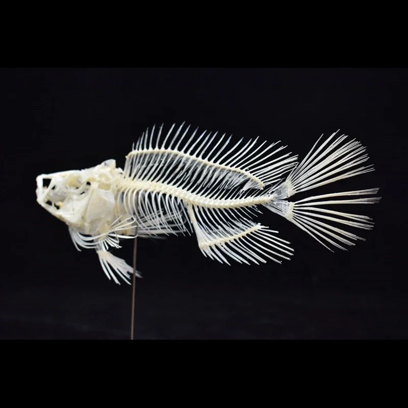 2043 Boutique Grouper Fish Ske - огляд і ціна Art And Craft Science