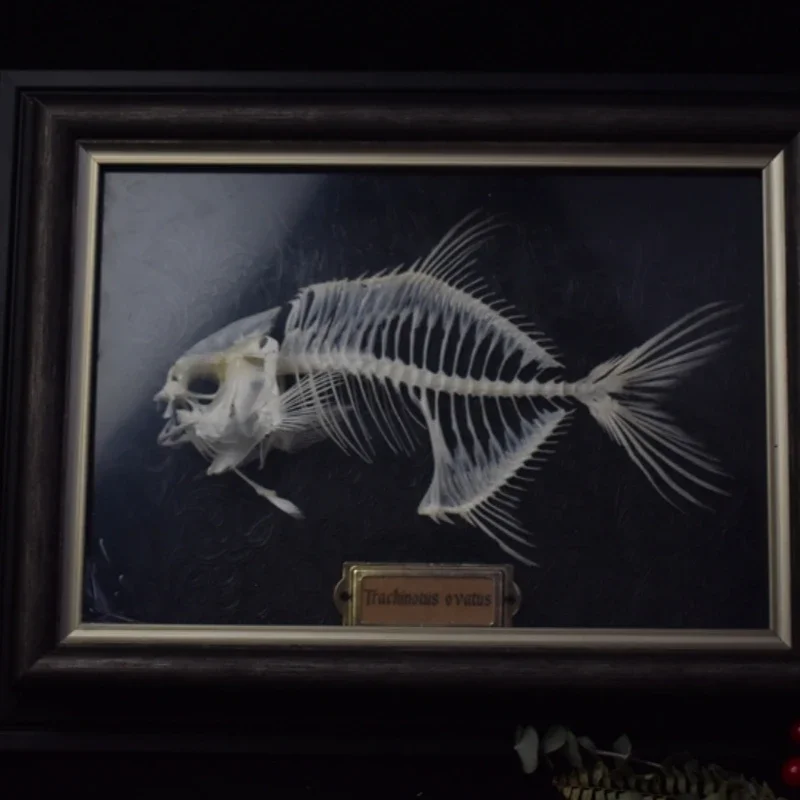 2021 Golden Pomfret Fish Skele - огляд і ціна Art And Craft Science