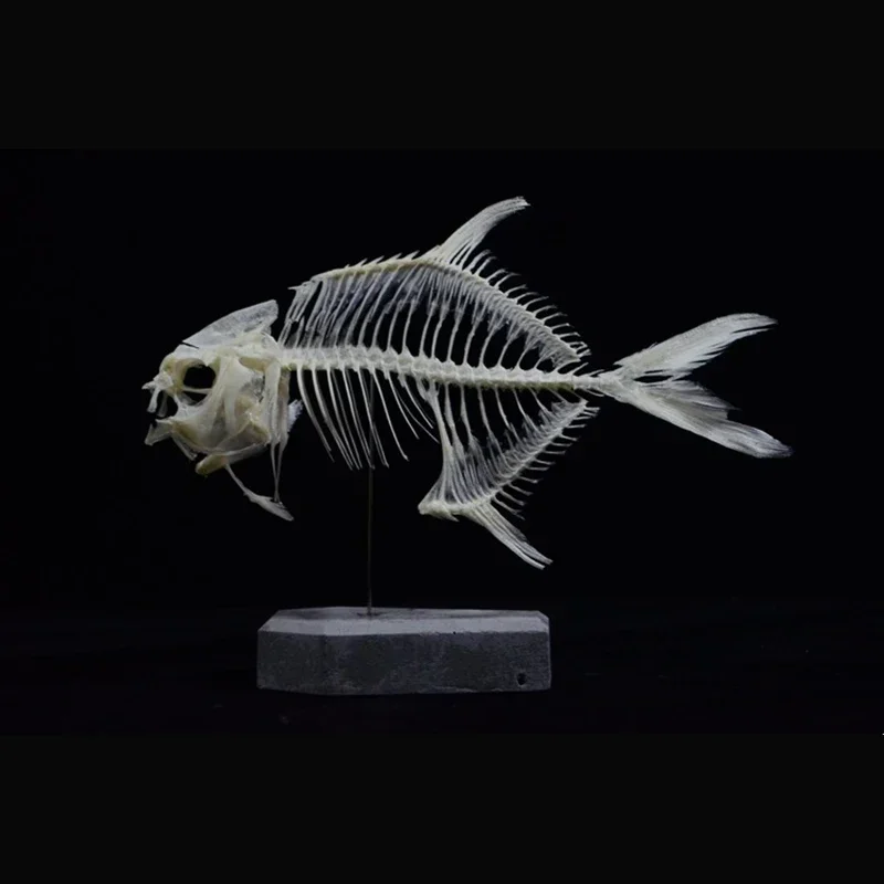 2021 Golden Pomfret Fish Skele - огляд і ціна Art And Craft Science
