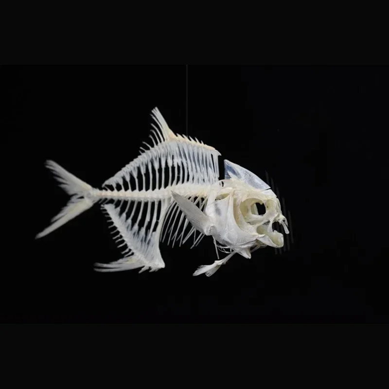 2021 Golden Pomfret Fish Skele - огляд і ціна Art And Craft Science