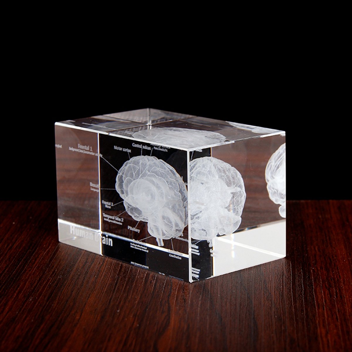Crystal 3D Brain Anatomical Mo - огляд і ціна Art And Craft Science