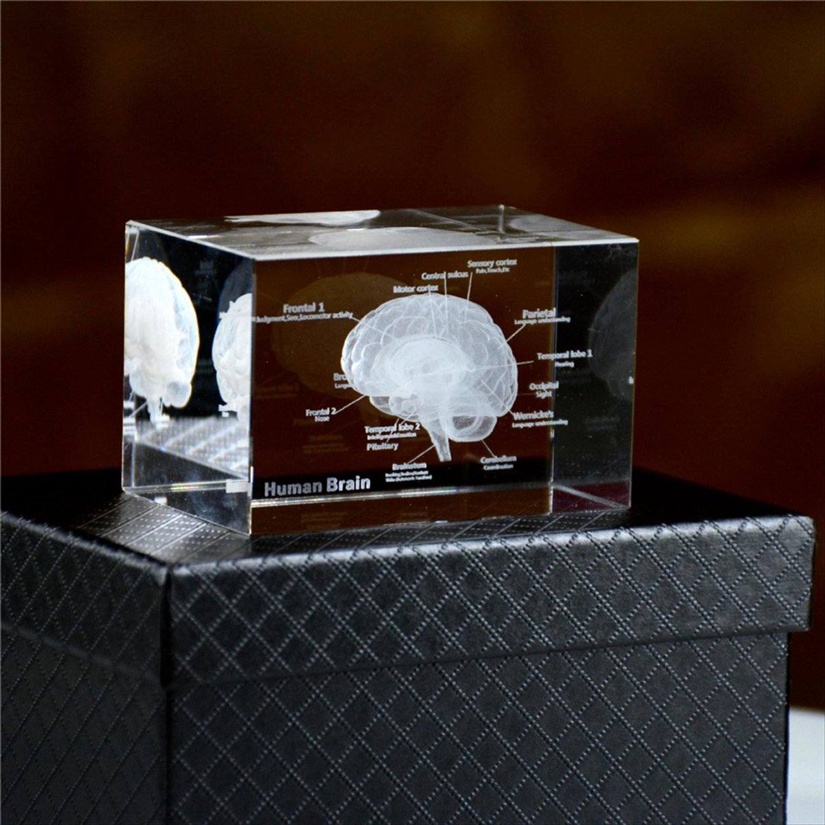Crystal 3D Brain Anatomical Mo - огляд і ціна Art And Craft Science