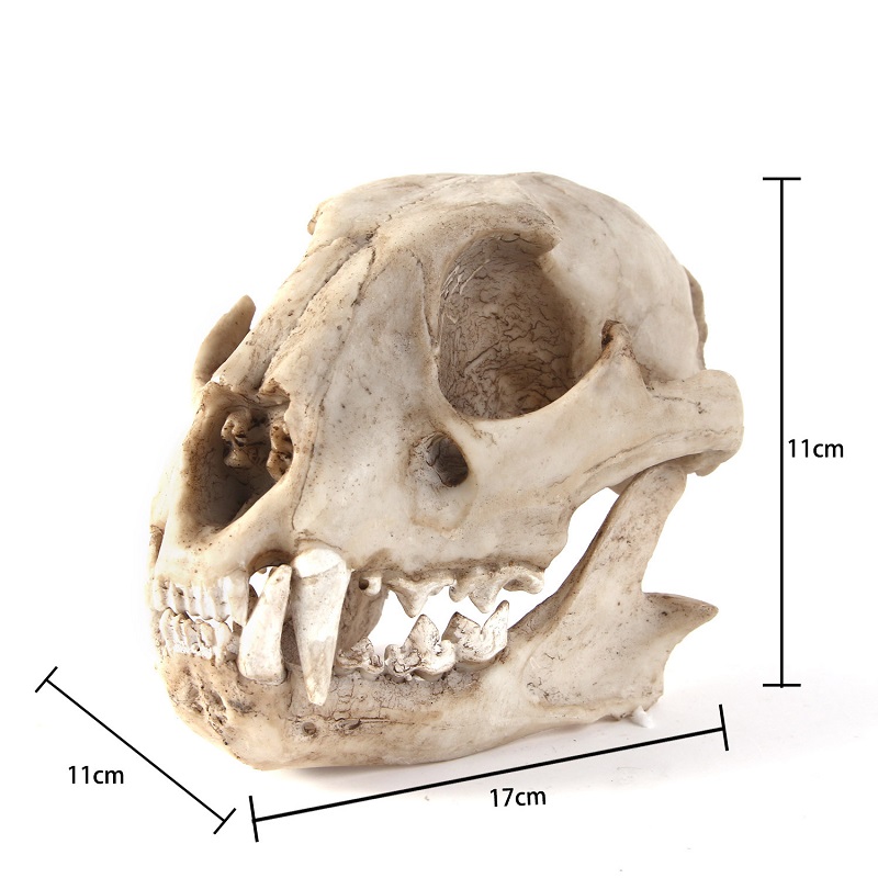 Leopard Skull Model Resin Craf - огляд і ціна Art And Craft Science