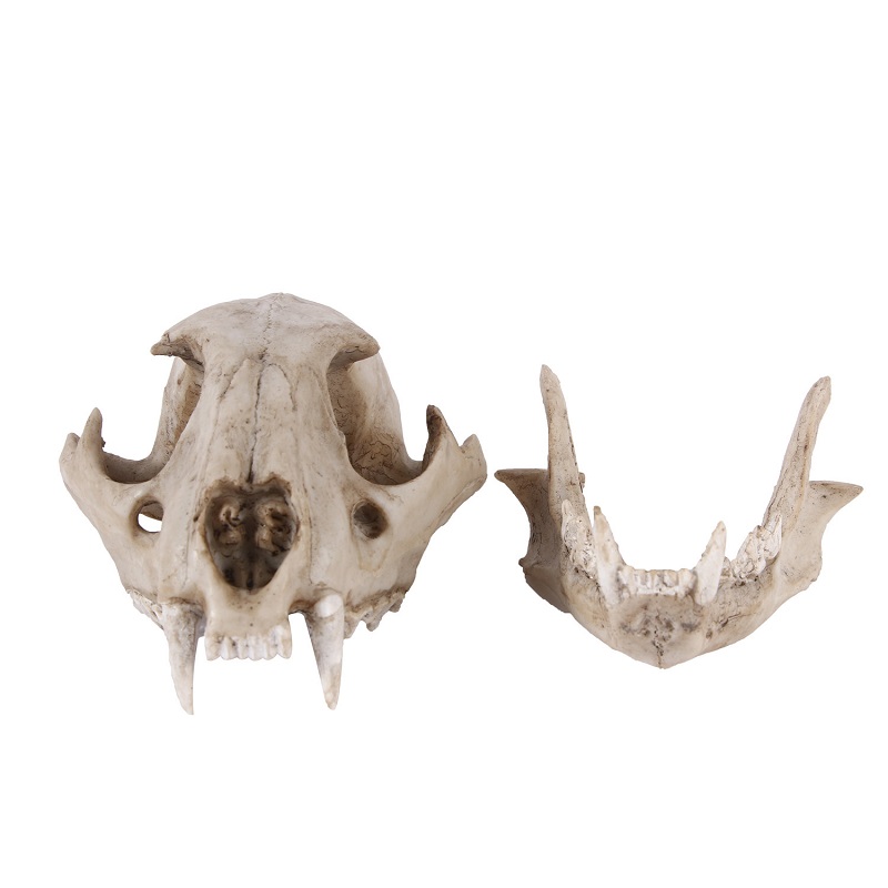 Leopard Skull Model Resin Craf - огляд і ціна Art And Craft Science