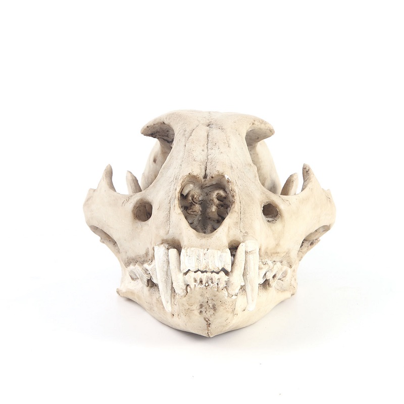 Leopard Skull Model Resin Craf - огляд і ціна Art And Craft Science