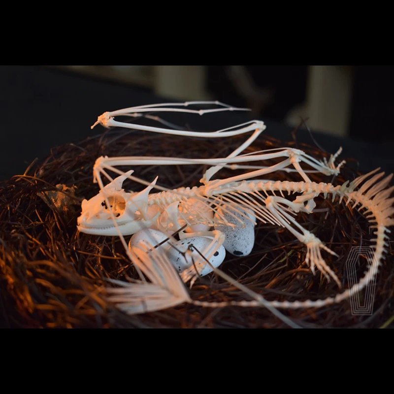 2125 Toothless Dragon Skeleton - огляд і ціна Art And Craft Science